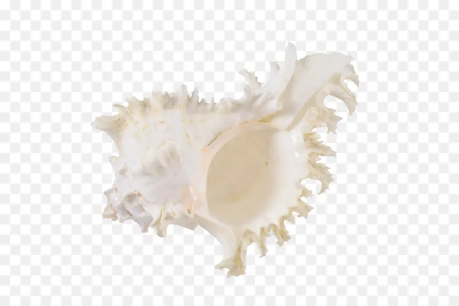 Concha，Seashell PNG