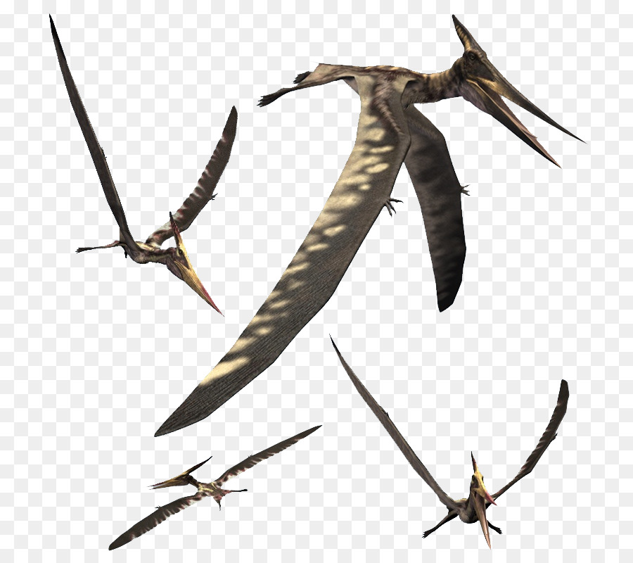 Pteranodon，Zhejiangopterus PNG