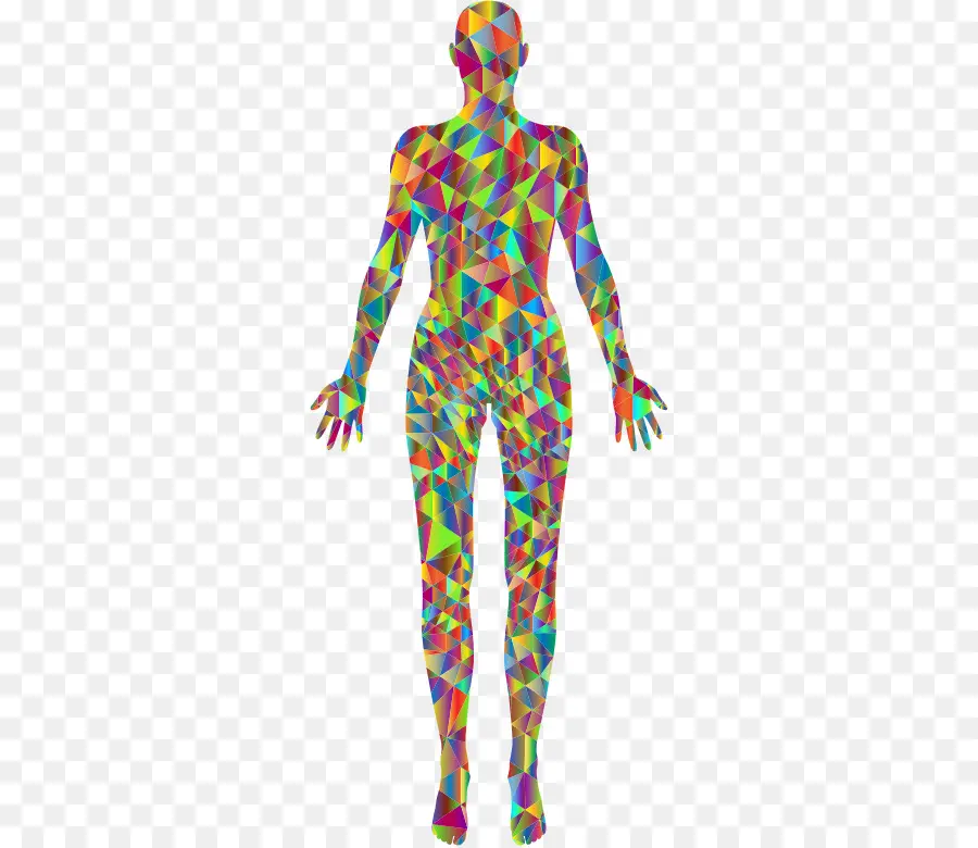 Corpo Humano，Corpo Feminino De Forma PNG