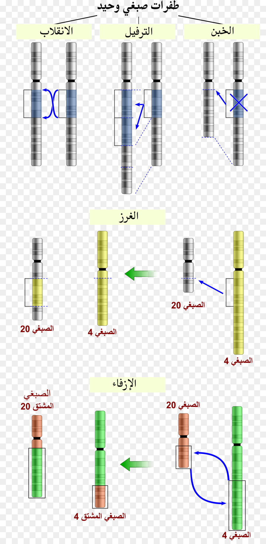 Cromossomo Anormalidade，Translocação Cromossômica PNG