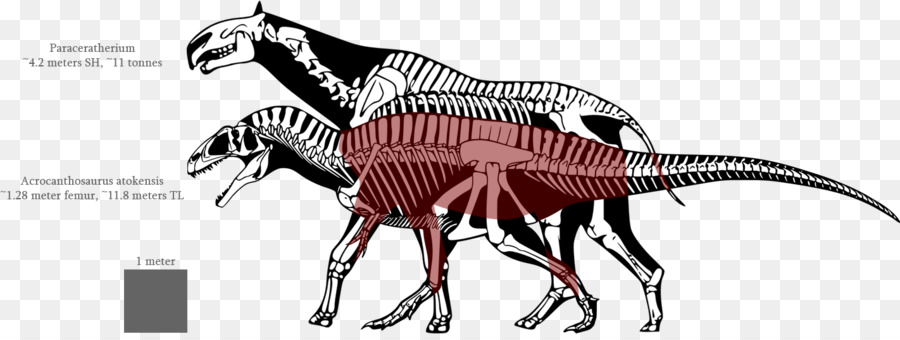 Esqueleto De Dinossauro，Fóssil PNG