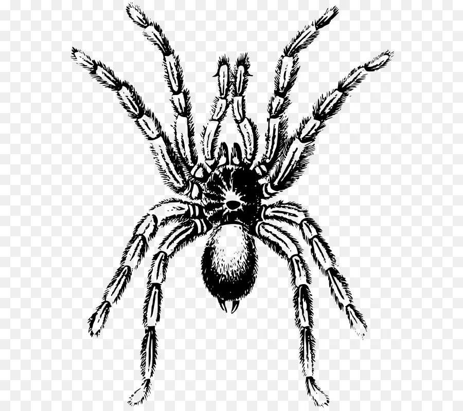 Aranha Negra，Pernas PNG