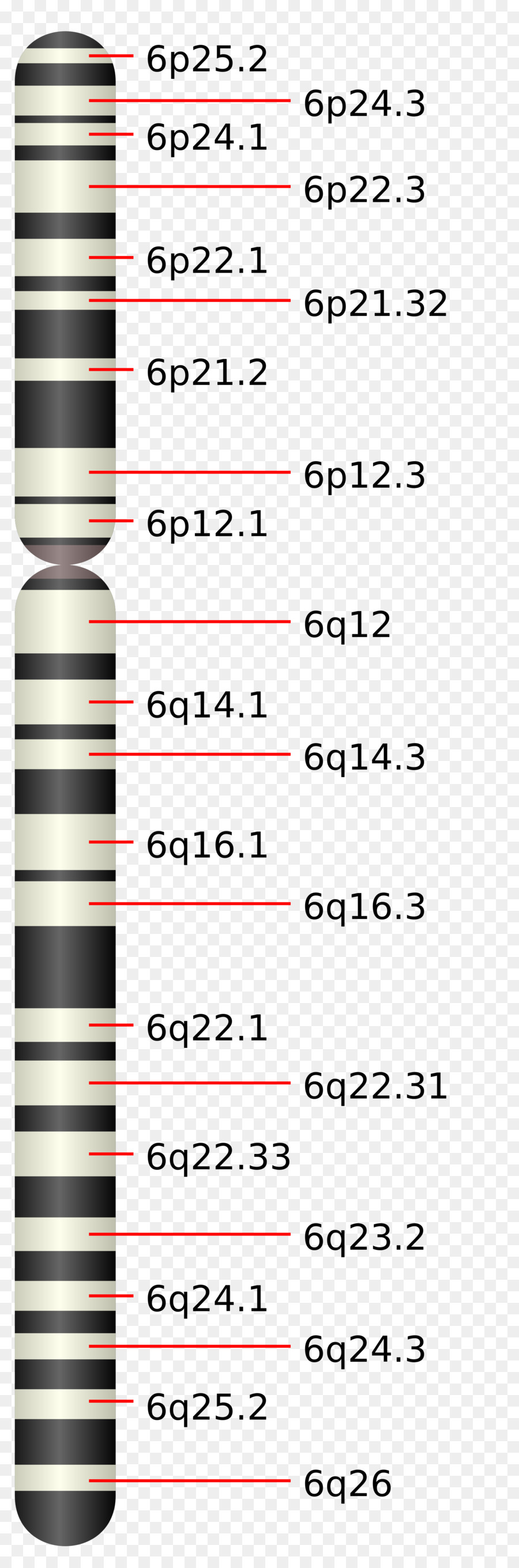 Cromossomo，Cromossoma 6 PNG