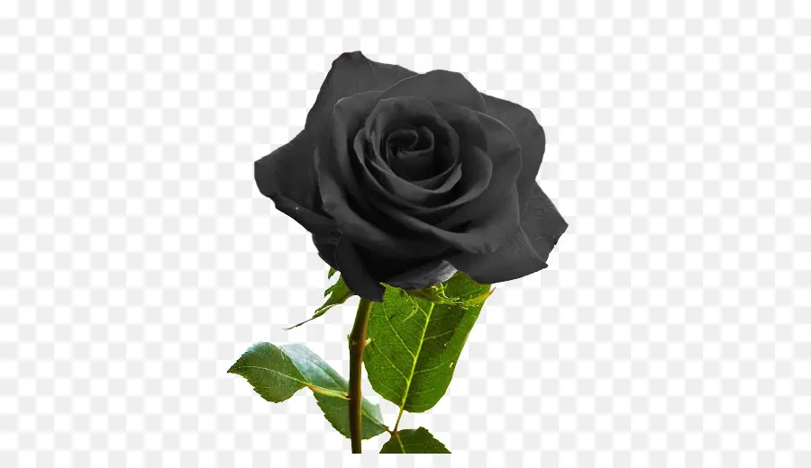 Rosas Negras，Plantar PNG