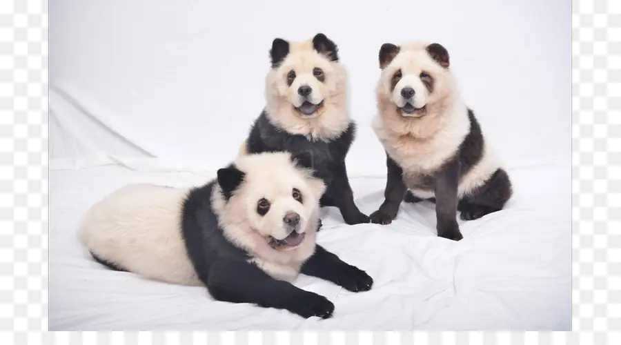 Cachorros Pandas，Três PNG