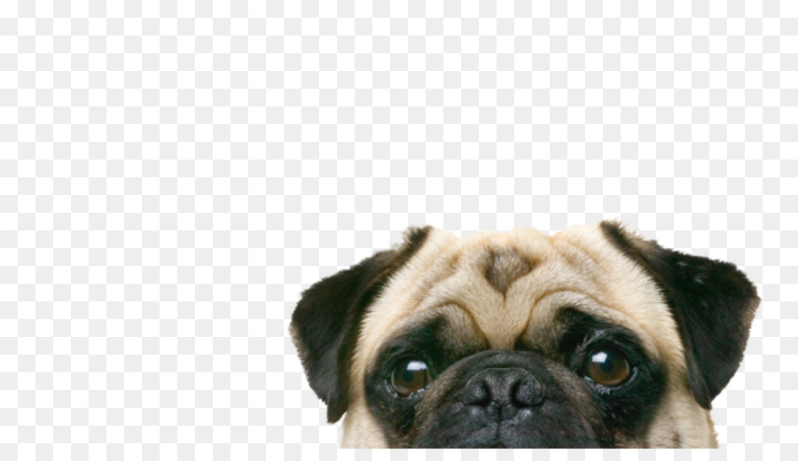 Cara De Pug，Cachorro PNG