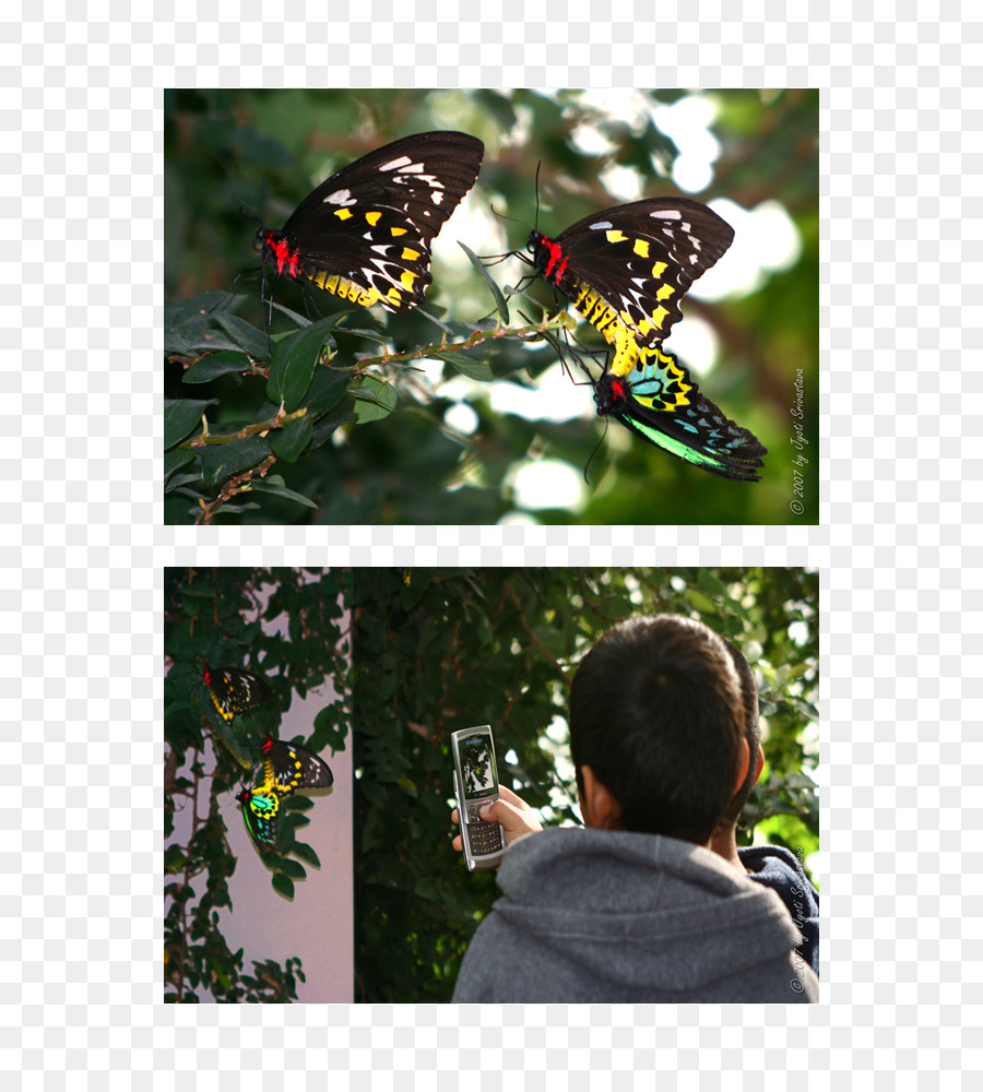 Borboleta Monarca，Borboleta PNG