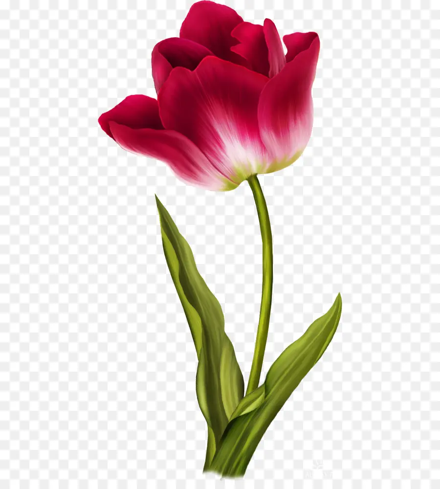 Tulip，Flor PNG