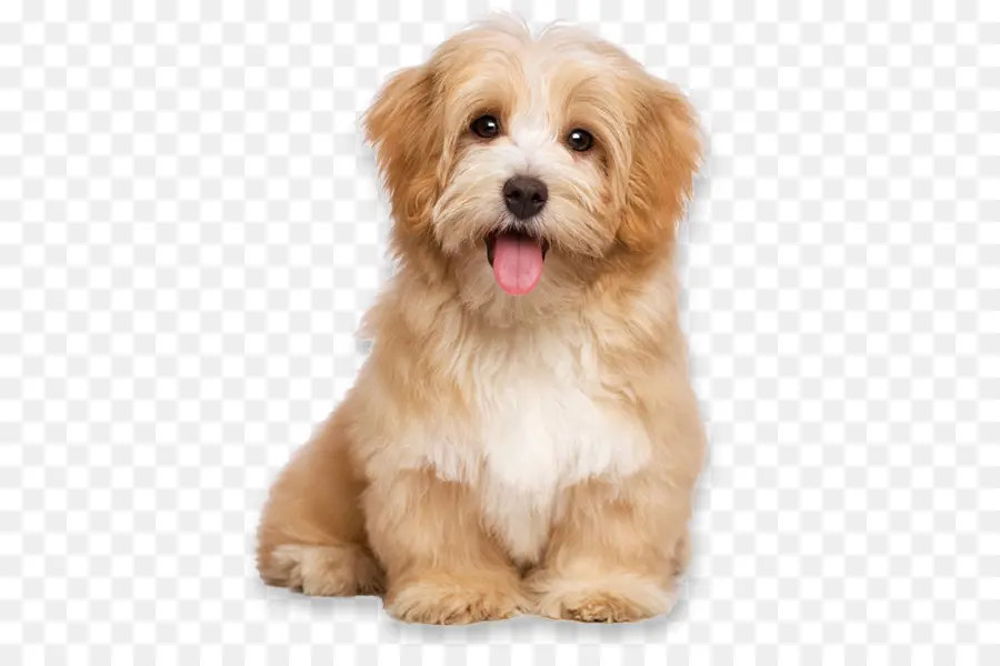 Havanese Cão，Babá De Animais PNG