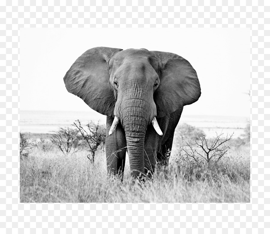 Elefante Africano，Preto E Branco PNG