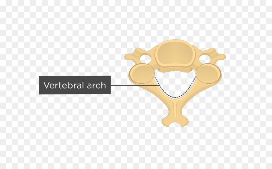 Vértebras Cervicais，Eixo PNG