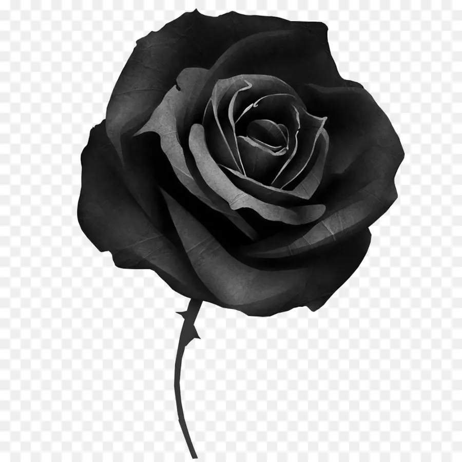 Black Rose，Encobrimento PNG
