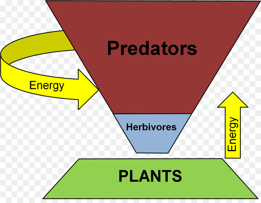 Nível Trófico，Ecológica Pirâmide PNG