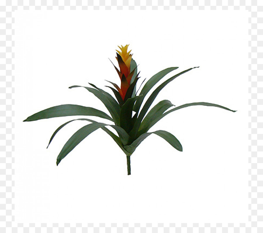 Guzmania，Planta PNG