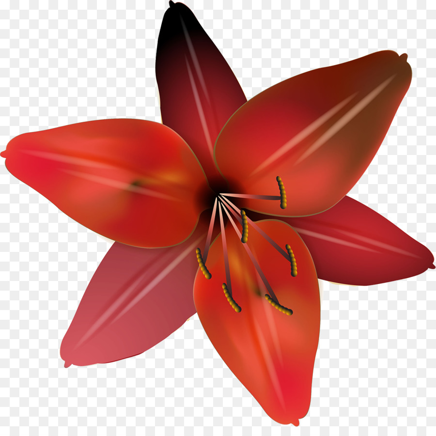 Flor Laranjeira，Florescer PNG