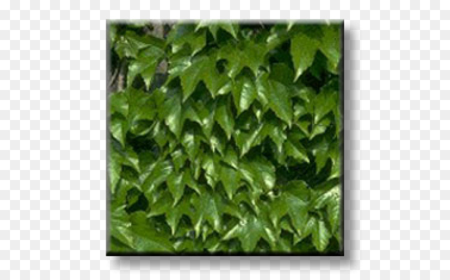 Ivy，Parthenocissus Tricuspidata PNG