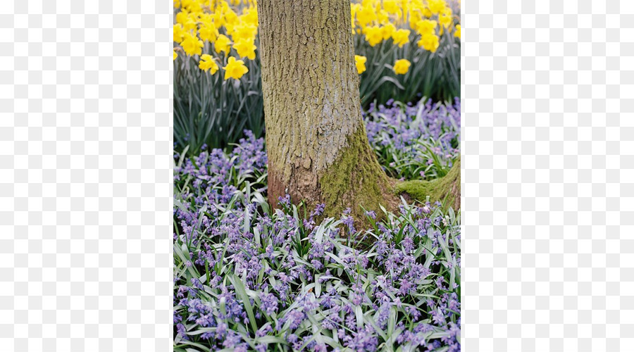 Inglês Lavanda，Scilla Siberica PNG