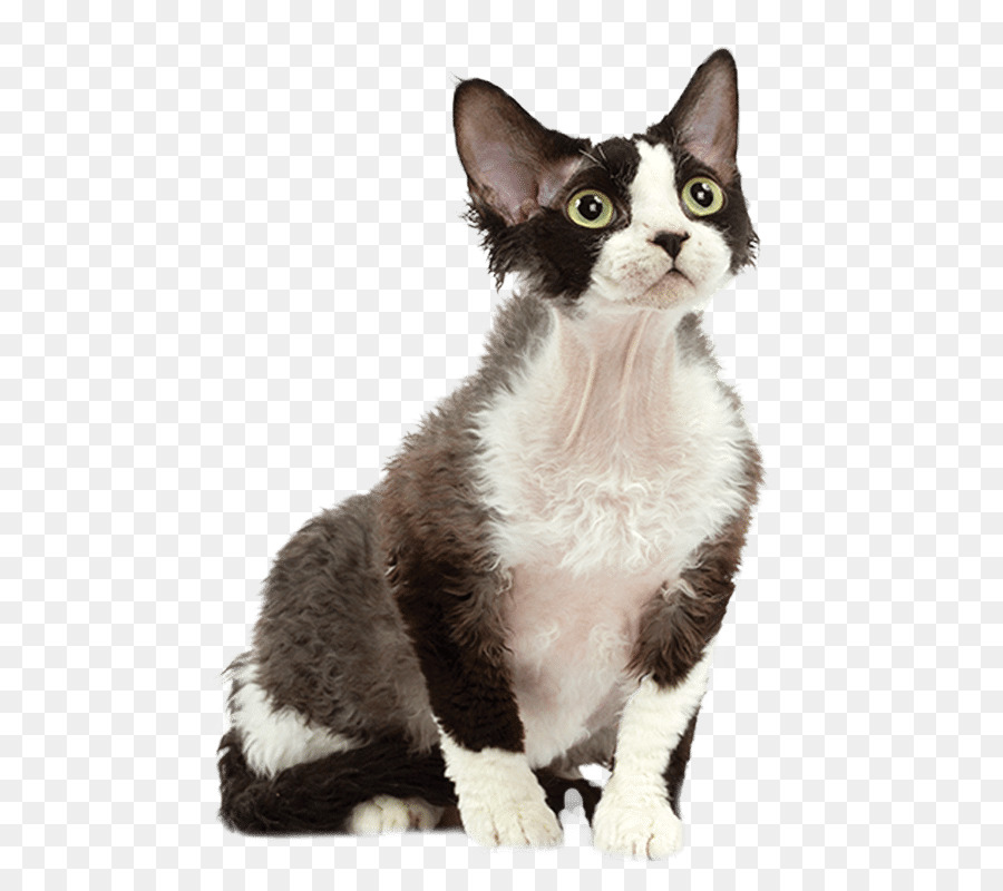 American Wirehair，Gatinho PNG