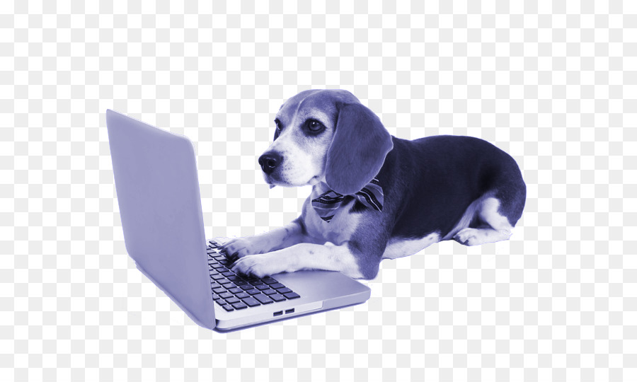 Cachorro Com Laptop，Cachorro PNG