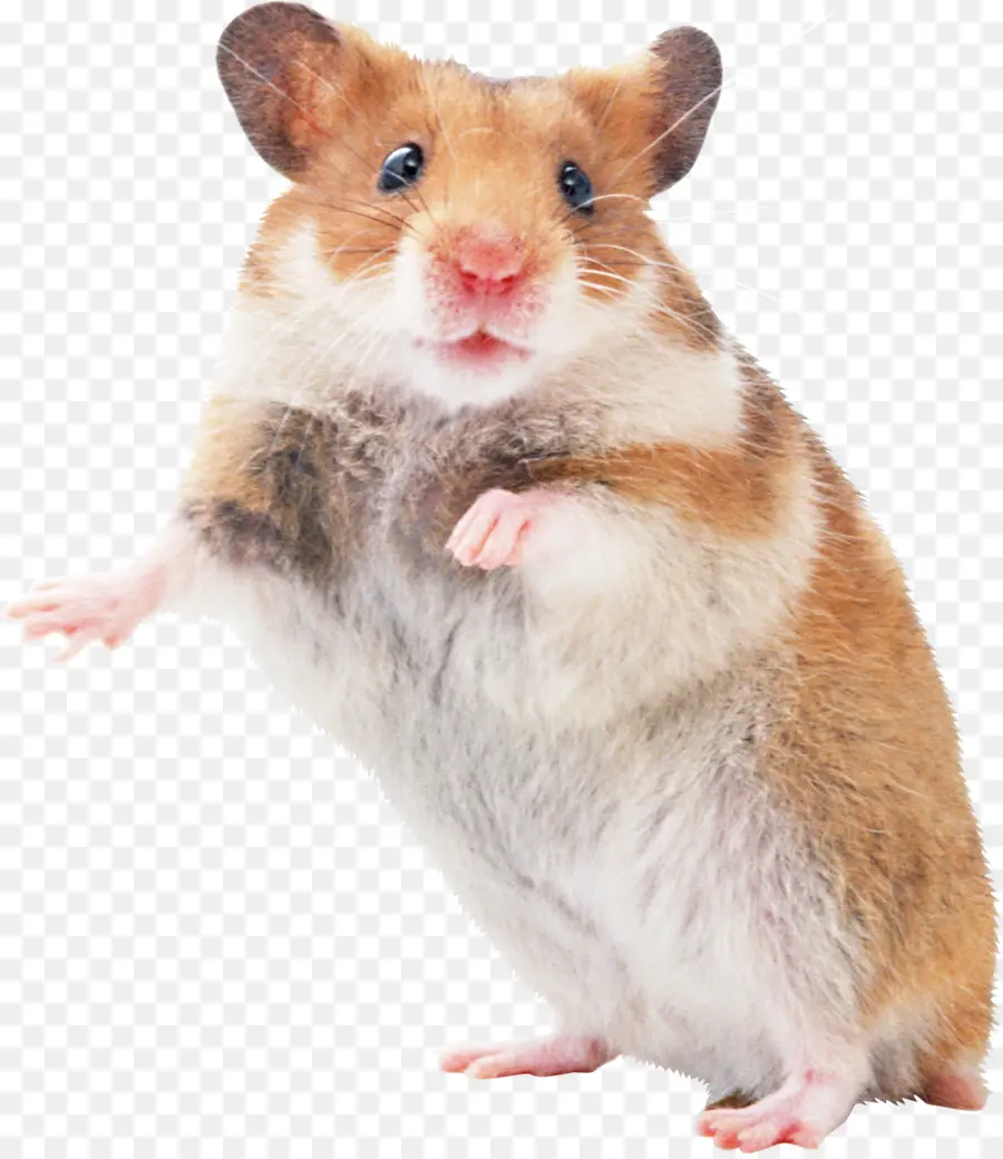 Hamster，Mouse PNG