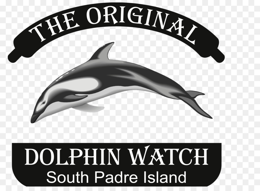 Dolphin，South Padre Island Texas PNG