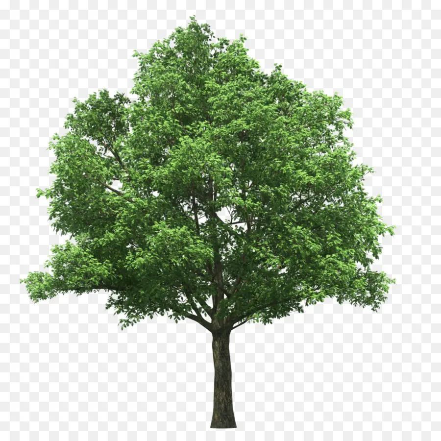 Linden Beco，árvore PNG