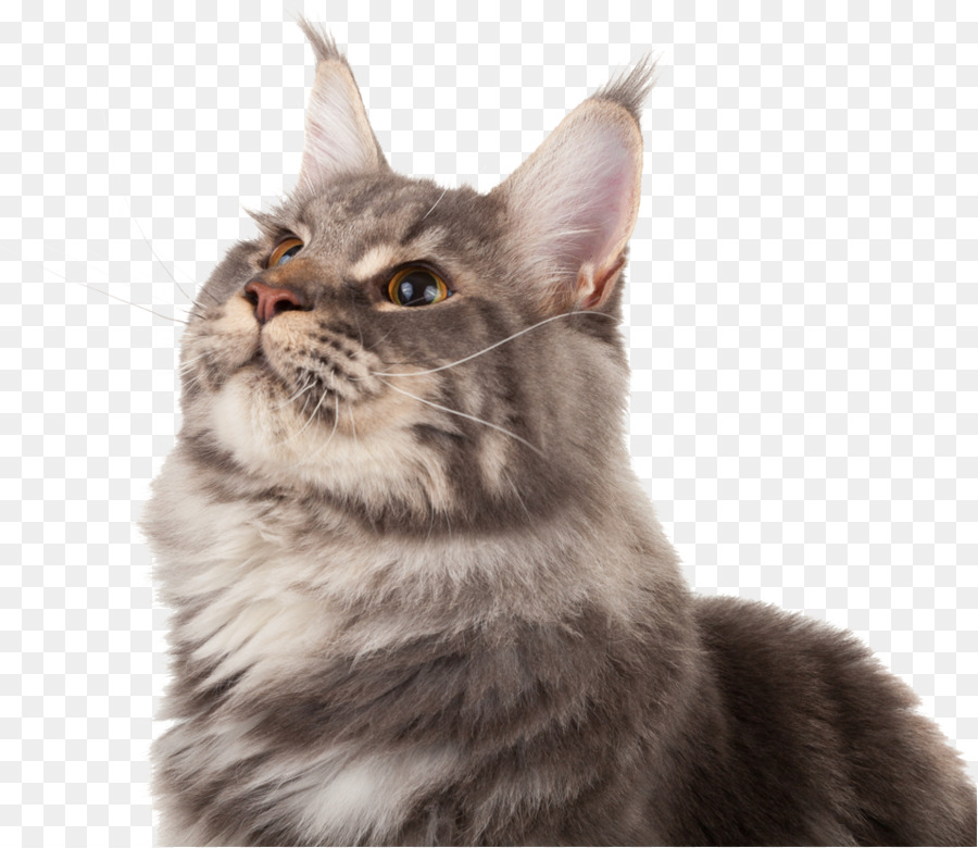 Maine Coon，American Wirehair PNG