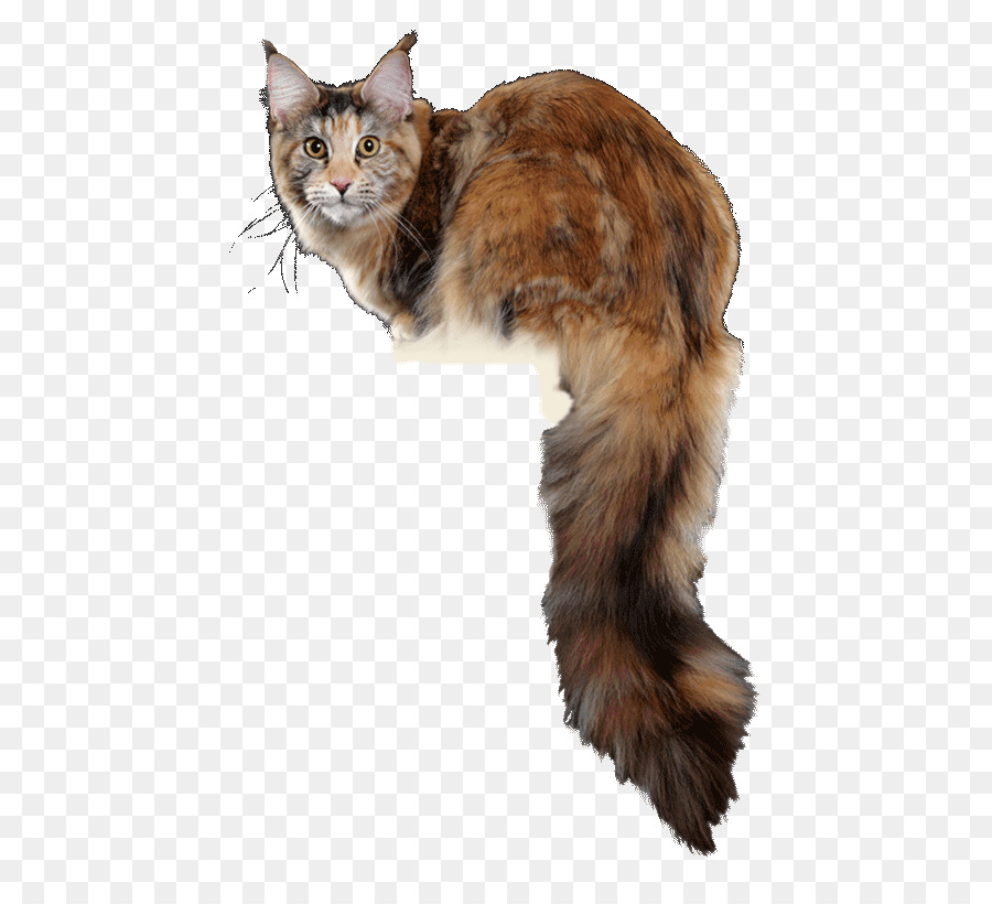 Maine Coon，Bigodes PNG