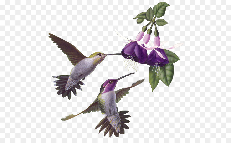 Aves，Beija Flor PNG