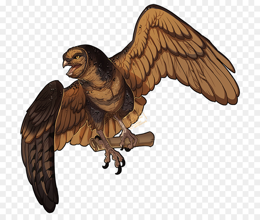 águia，Falcão PNG