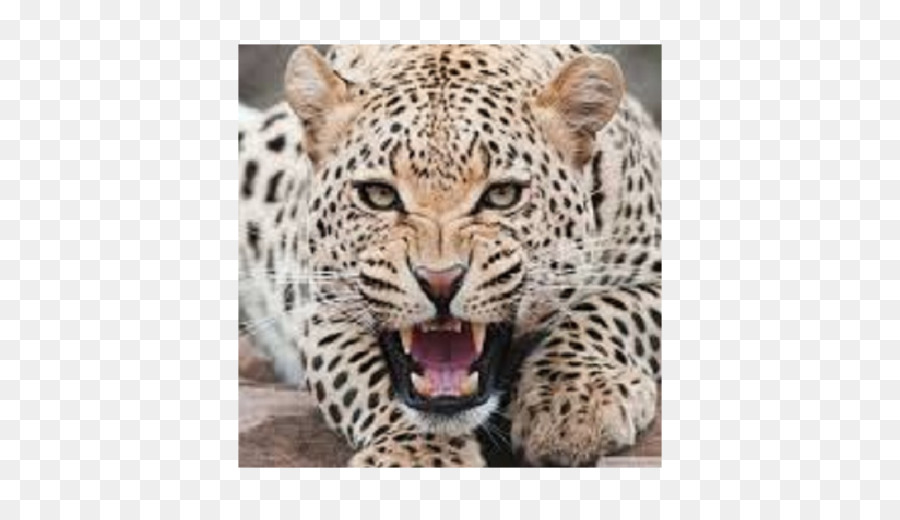 Leopard，Gato PNG