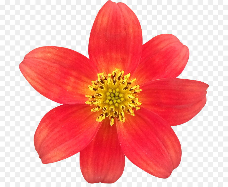 Flor Vermelha，Florescer PNG