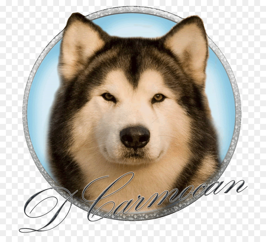 Miniatura De Husky Siberiano，Alaskan Malamute PNG