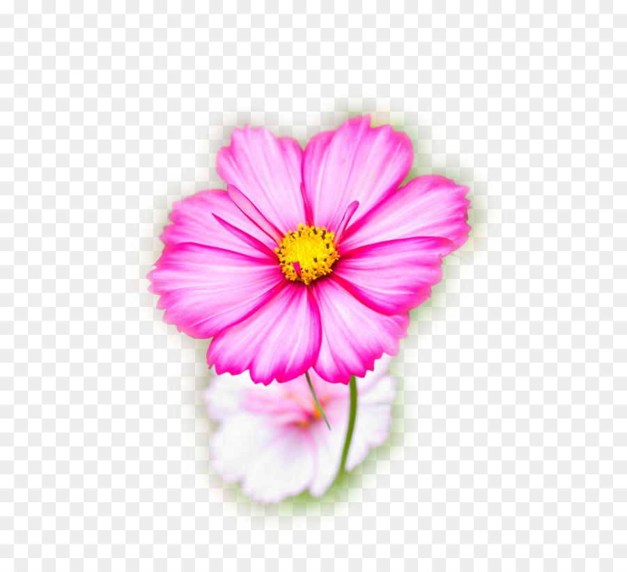 Cosmos Bipinnatus，Flor PNG