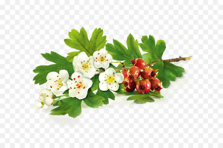 Flores E Bagas De Espinheiro，Botânico PNG