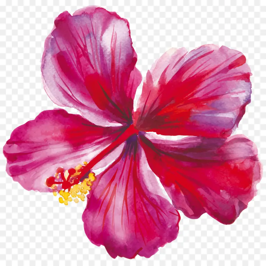 Hibiscus，Desenho PNG