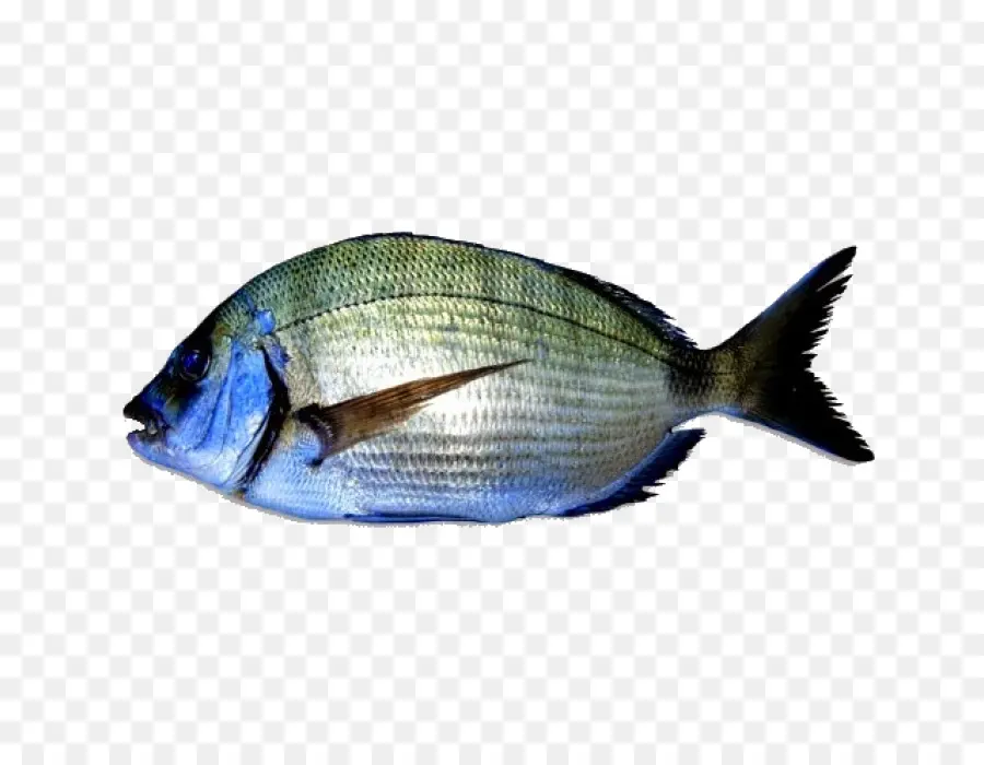 Peixe，Sargo PNG