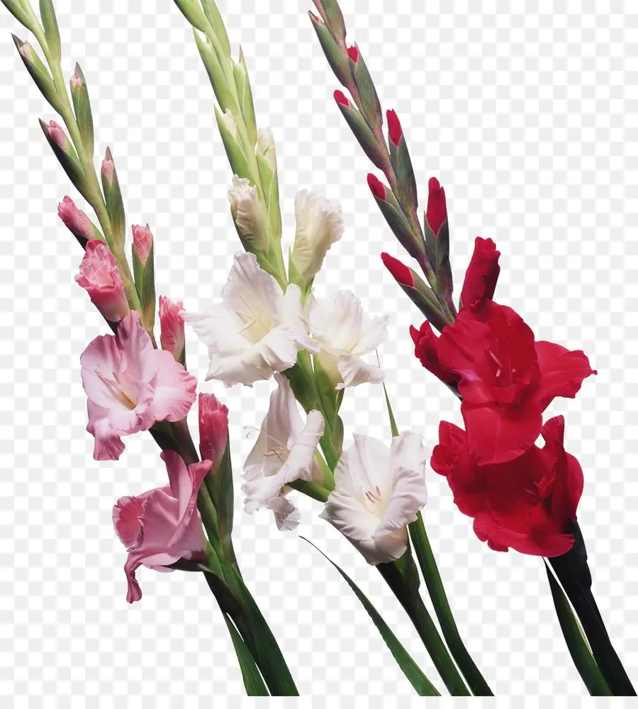 Flores De Gladíolo，Rosa PNG