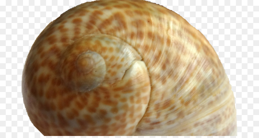 Caracol，Clam PNG