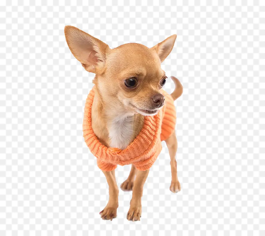 Chihuahua，Cachorro PNG