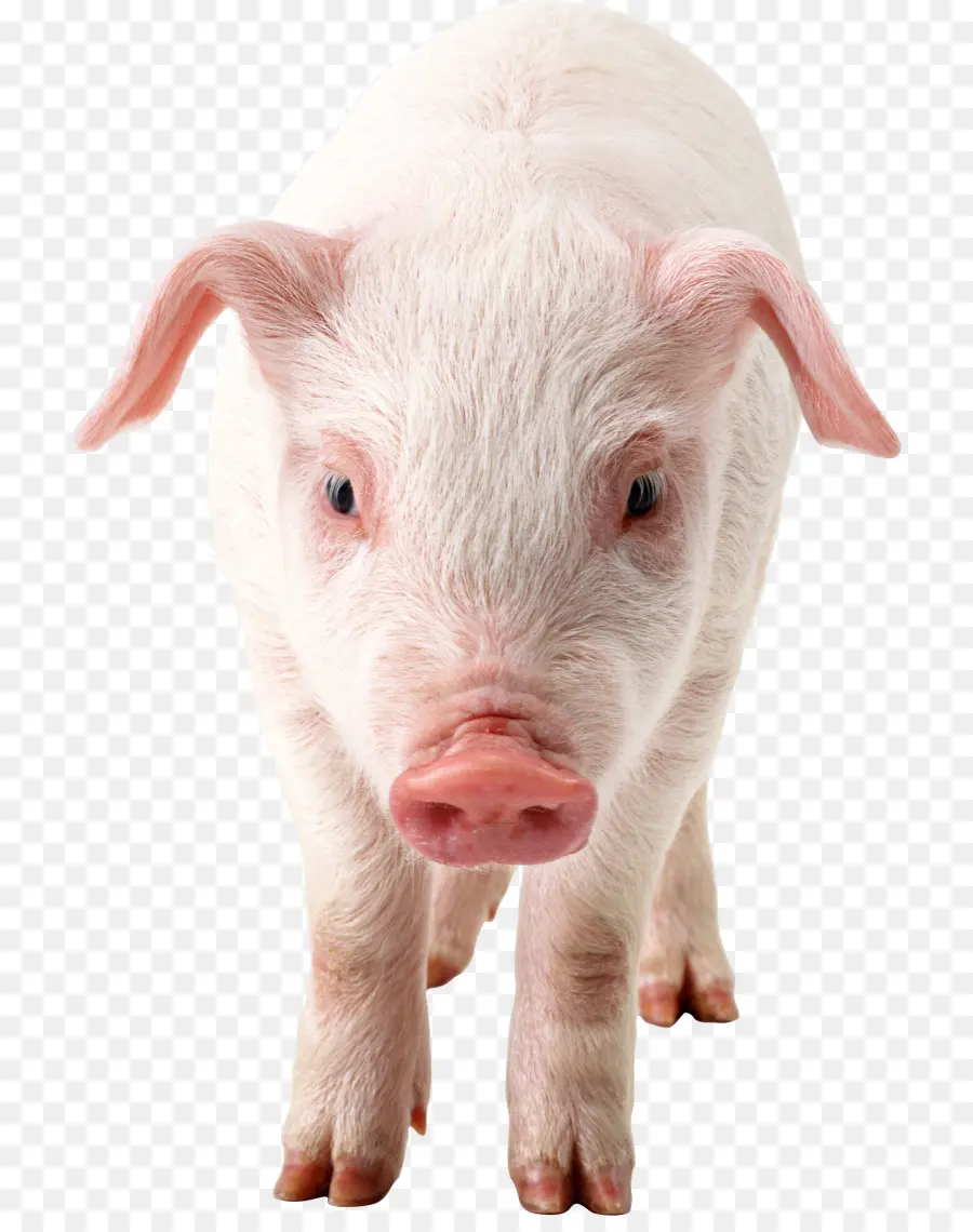 Porco，O Porco Doméstico PNG