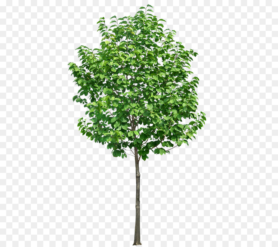 árvore，Download PNG
