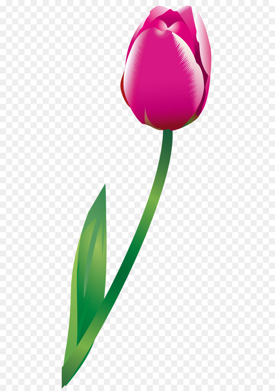 Tulip，Rosaceae PNG