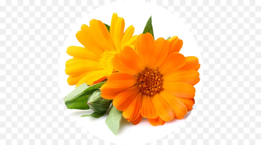 Flores Laranja，Pétalas PNG