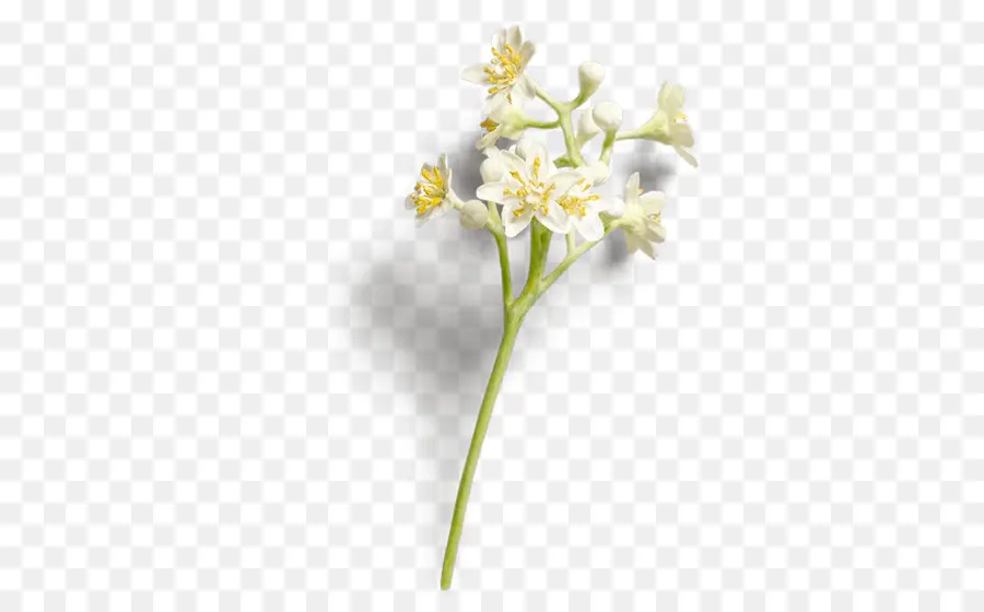 Cinnamomum Verum，Flores De Corte PNG