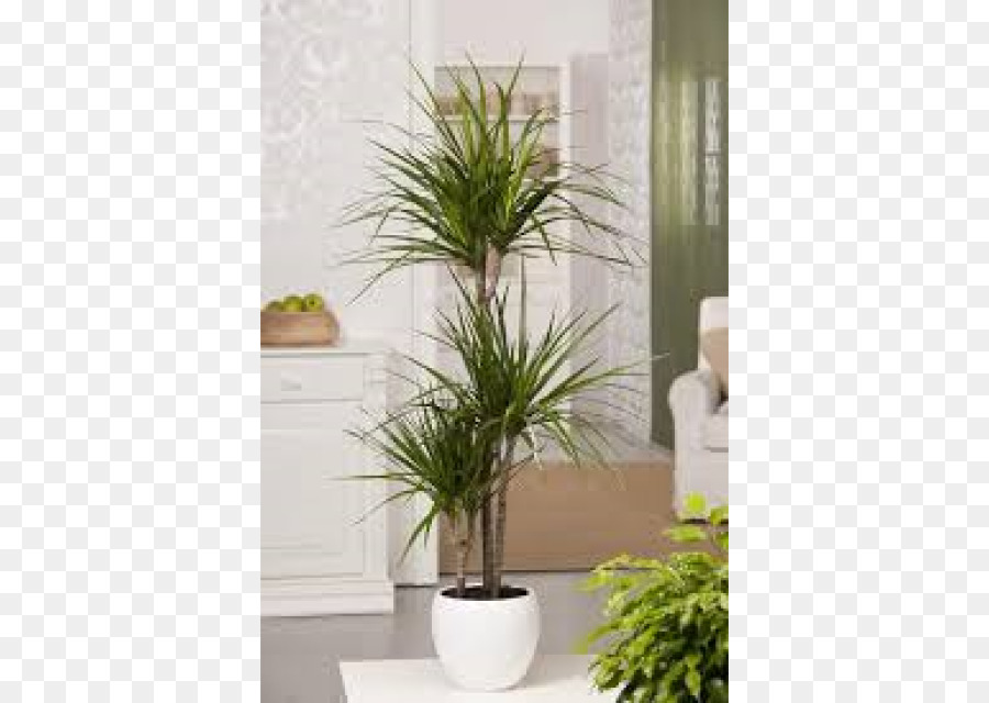 Dragoeiro，Planta PNG