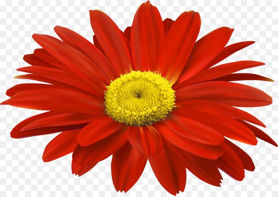 Transvaal Daisy，Flores De Corte PNG