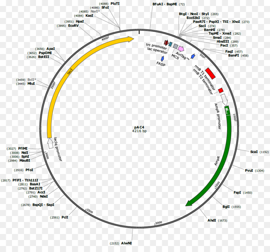 Biotinylation，Vetor PNG