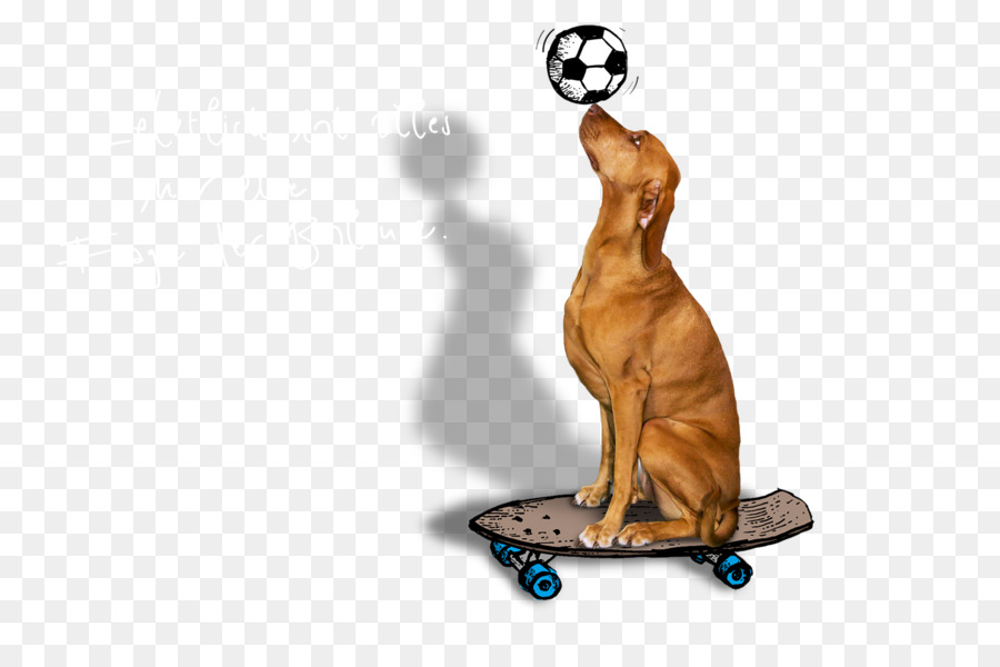 Cão，Rapgraphics Gmbh PNG