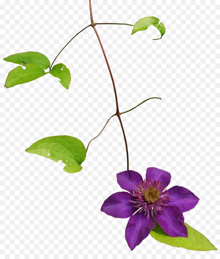 Clematis Armandii，Videira PNG